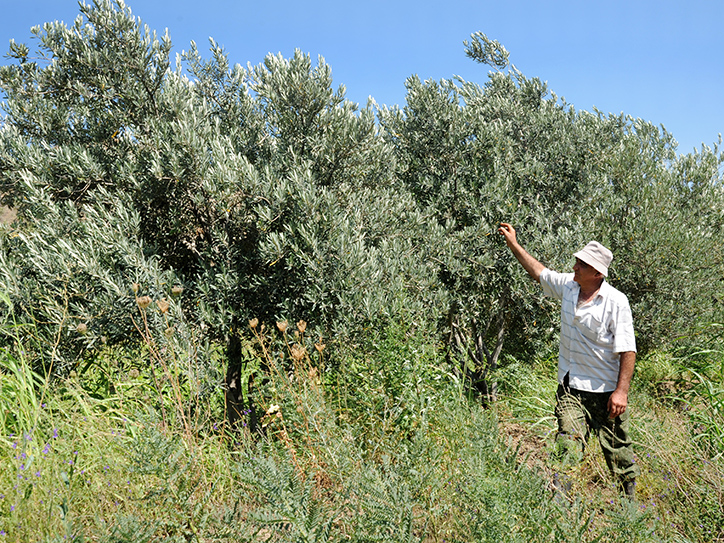 akba_kredit_agrikol_bank_rasskazal_o_stanovlenii_olivkovogo_fermera_karena_karapetyana - рис.1 akba_kredit_agrikol_bank_rasskazal_o_stanovlenii_olivkovogo_fermera_karena_karapetyana - рис.1