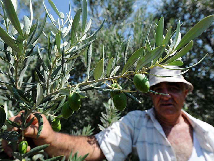 akba_kredit_agrikol_bank_rasskazal_o_stanovlenii_olivkovogo_fermera_karena_karapetyana - рис.4 akba_kredit_agrikol_bank_rasskazal_o_stanovlenii_olivkovogo_fermera_karena_karapetyana - рис.4
