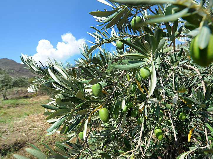 akba_kredit_agrikol_bank_rasskazal_o_stanovlenii_olivkovogo_fermera_karena_karapetyana - рис.5 akba_kredit_agrikol_bank_rasskazal_o_stanovlenii_olivkovogo_fermera_karena_karapetyana - рис.5