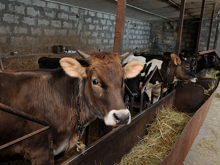 istoriya_pro_azatamartika_iz_armyanskogo_sela_khndzresk_stavshego_uspeshnym_fermerom - рис.3