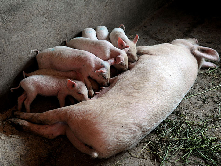 istoriya_pro_azatamartika_iz_armyanskogo_sela_khndzresk_stavshego_uspeshnym_fermerom - рис.4