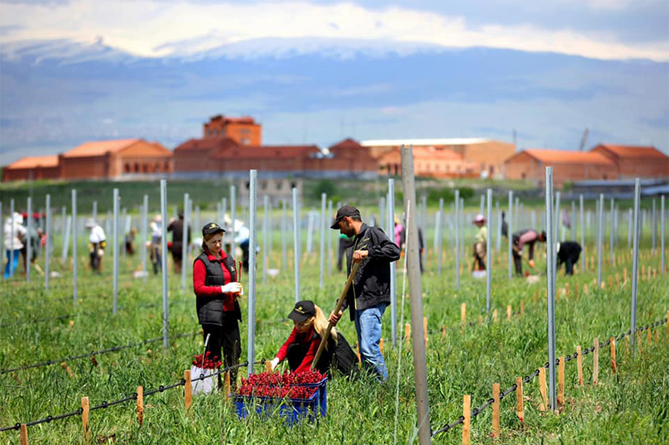 armenia_wine_dostizheniya_2019_goda_i_prioritety_2020_goda - рис.2