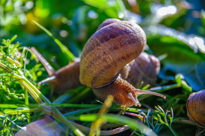 pervaya_ulitochnaya_ferma_osnovana_v_armenii_pri_sodeystvii_akba_federatsii - рис.2 pervaya_ulitochnaya_ferma_osnovana_v_armenii_pri_sodeystvii_akba_federatsii - рис.2