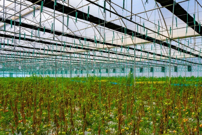 v_kotayke_pri_sodeystvii_akba_banka_sozdana_geotermalnaya_gidroponicheskaya_teplitsa_poslednego_poko - рис.1