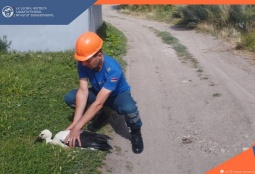 Ջաջուռում փրկարարներն օգնել են բնից ընկած արագիլի ձագին 