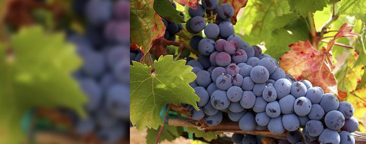 Armenian winegrowers may have problems with grapes sale- Kerobyan