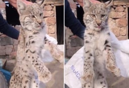 Найденный в Шираке рысёнок обретёт имя и дом в Ереване (ВИДЕО)