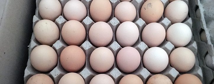 ՍԱՏՄ–ը Շիրակում ձվի և կաթնամթերքի ստուգումներ է անցկացրել. 171 կենդանու մոտ բրուցելոզ է ախտորոշվել 