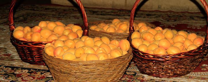 Exports of Armenian apricots is up 150% 