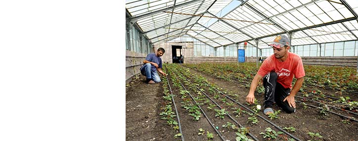 ACBA-CREDIT AGRICOLE BANK: from selling violets to building greenhouses ACBA-CREDIT AGRICOLE BANK: from selling violets to building greenhouses