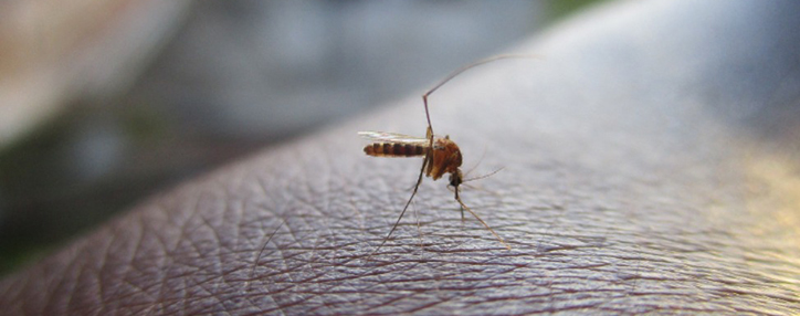 Armenia reports 58 cases of West Nile fever