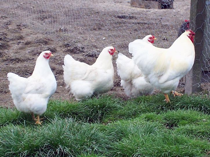 Госслужба безопасности продуктов питания Армении не выявила нарушений в продукции крупнейших армянских птицефабрик  - глава Союза