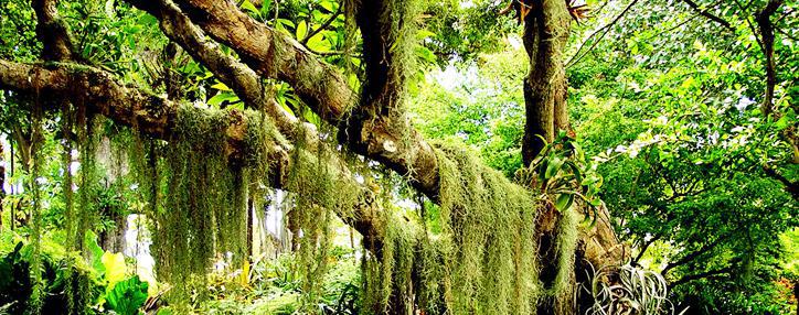 Հայաստանում անտառային հրդեհների հետևանքով 2013 թ.–ի 10 ամսվա ընթացքում ոչնչացվել է 87 հա անտառ. «Հայանտառ»