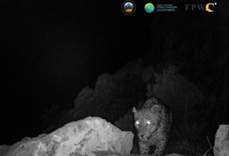 Редчайшего леопарда засняли видеоловушки в армянском заповеднике 