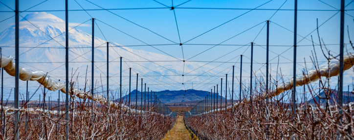 Հայկական ծիրանե երազանքը (ՎԻԴԵՈ)
