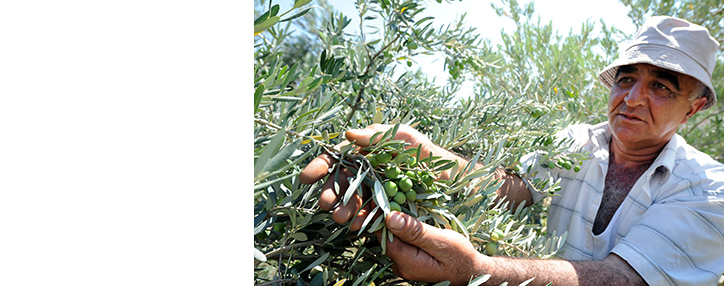 АКБА-КРЕДИТ АГРИКОЛЬ БАНК рассказал о становлении "оливкового фермера" Карена Карапетяна