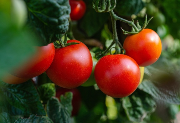ՀՀ-ում 11,1 մլրդ դրամ կներդրվի ջերմոցային լոլիկի  մշակության ոլորտում