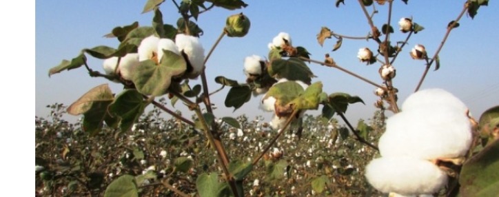 Businessmen in Armenian Armavir region begins growing cotton 