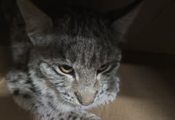 В Ереванском зоопарке умер рысенок, обнаруженный в селе Баграван 