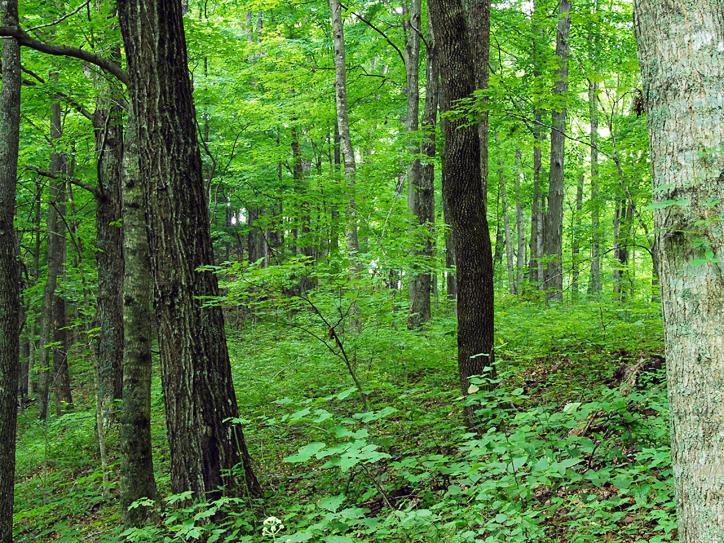 CNF to allocate at least 700,000 euros to finance  environmental projects in Armenia