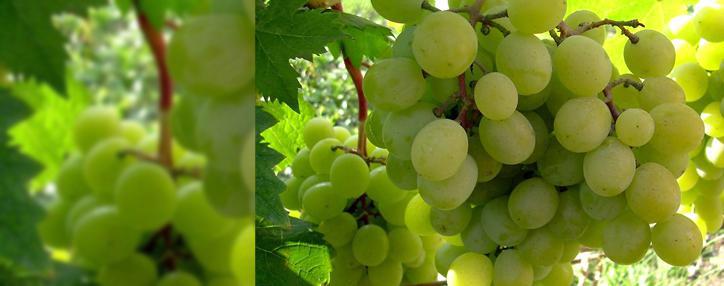 Armenian winemakers warn about the risk of phylloxera infiltration