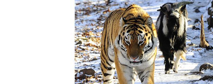 Тигр Амур дал оплеуху козлу Тимуру (ВИДЕО)