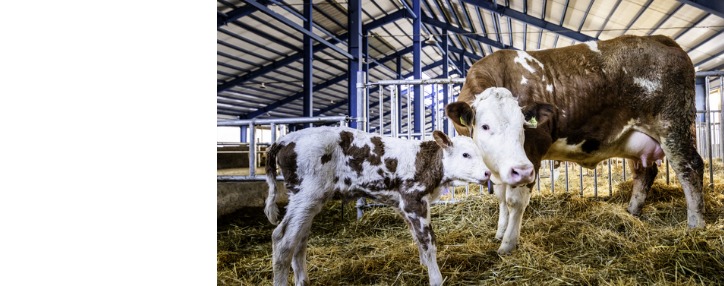  В Ташире состоялось открытие уникального агропромышленного комплекса «Еремян Проджектс», созданного при финансовой поддержке ЕАБР