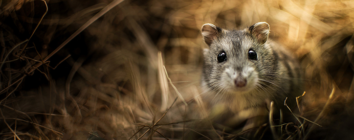 Armenian ministry of agriculture urges farmers to fight rodents Armenian ministry of agriculture urges farmers to fight rodents