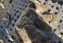 Попавшего в капкан медвежонка спасли в Вайоц Дзоре, в СК Армении передан сигнал о преступлении (ФОТО) Попавшего в капкан медвежонка спасли в Вайоц Дзоре, в СК Армении передан сигнал о преступлении (ФОТО)