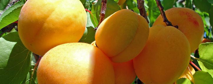 Armenia starts exports of its most famous fruit