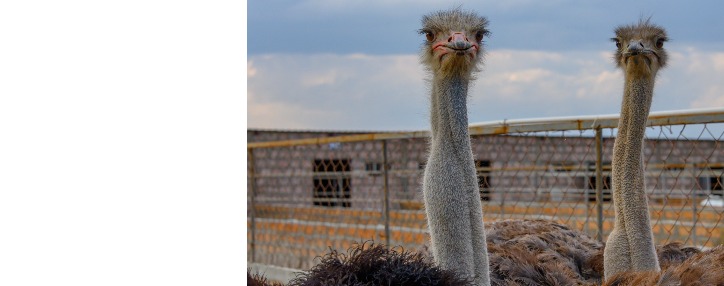 Ostrich farm founded in Masis Ostrich farm founded in Masis