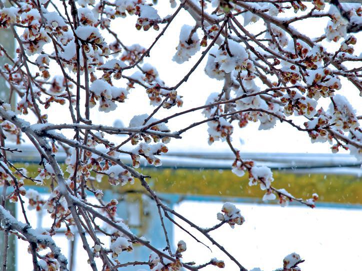 Cold spell damage projections premature – Armenian ministry of agriculture Cold spell damage projections premature – Armenian ministry of agriculture