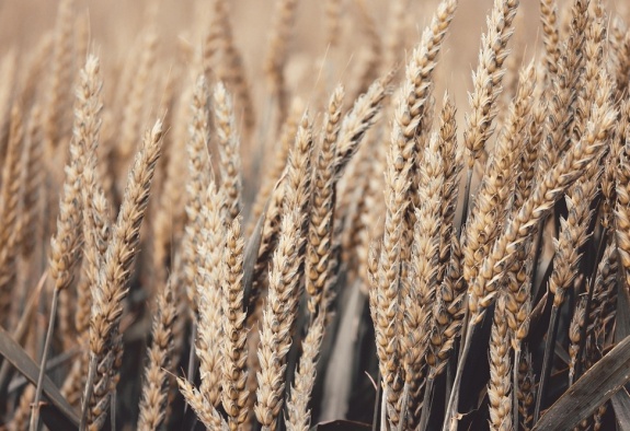  Ռուսաստանից և Ղազախստանից ներկրված ցորենը ենթարկվել է   լաբորատոր փորձաքննությունների. շեղումներ չեն արձանագրվել