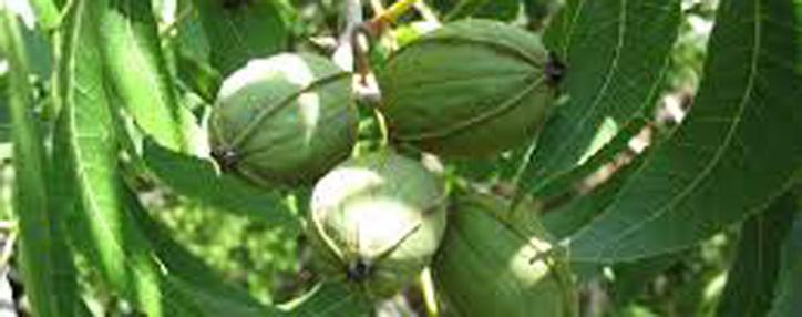 Pecan-nut trees planted in Kotayk of Armenia Pecan-nut trees planted in Kotayk of Armenia