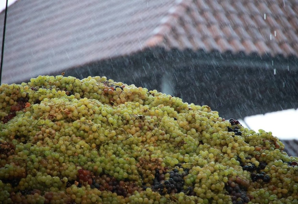 Proshyan Brandy Factory plans to purchase over 32,000 tons of grapes this season