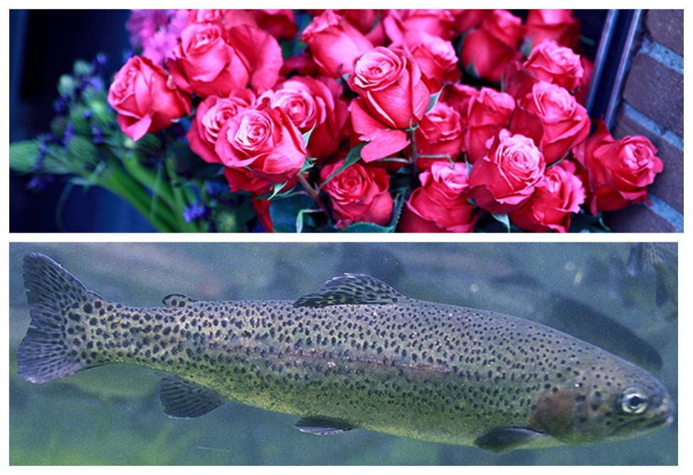 Russia has reported ongoing complaints about products from Armenia