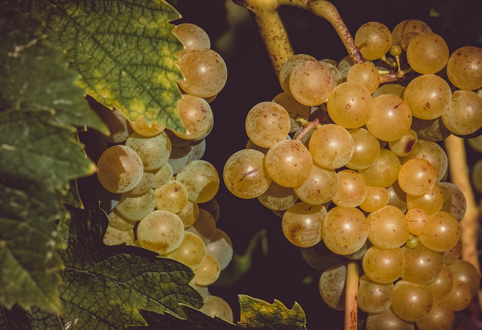 Armenian government to assist winegrowers: a plan for acquiring two grape varieties sanctioned 