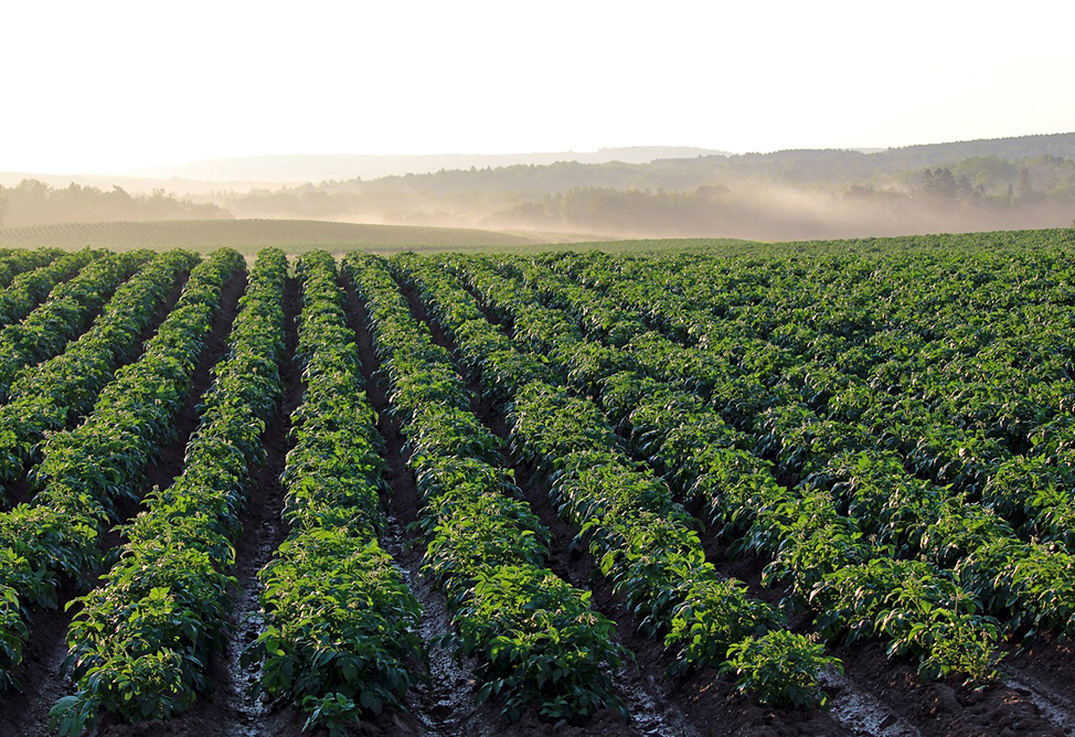 Armenia will insure crops against frosts Armenia will insure crops against frosts