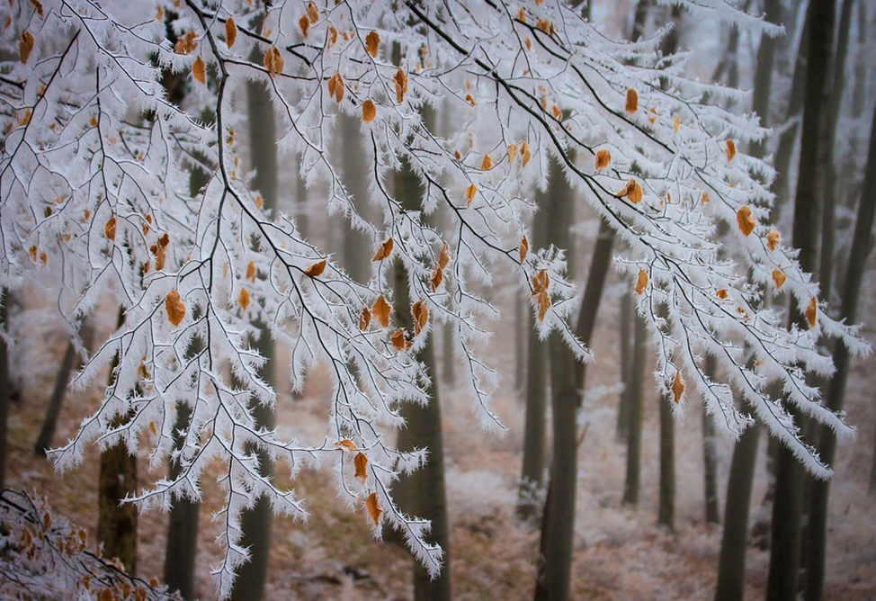 Active Cyclone Approaching Armenia; Snowfall of Up to 40 cm Expected