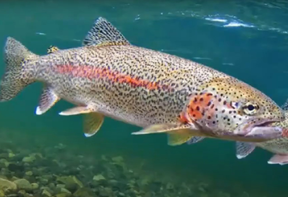 More than 38 thousand trout fry released in Lake Sevan More than 38 thousand trout fry released in Lake Sevan