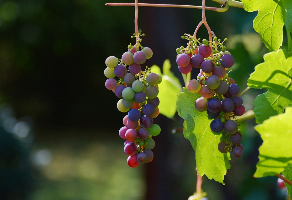 Armenia has already purchased 192,000 tons of grapes this year, says Economy Minister Armenia has already purchased 192,000 tons of grapes this year, says Economy Minister