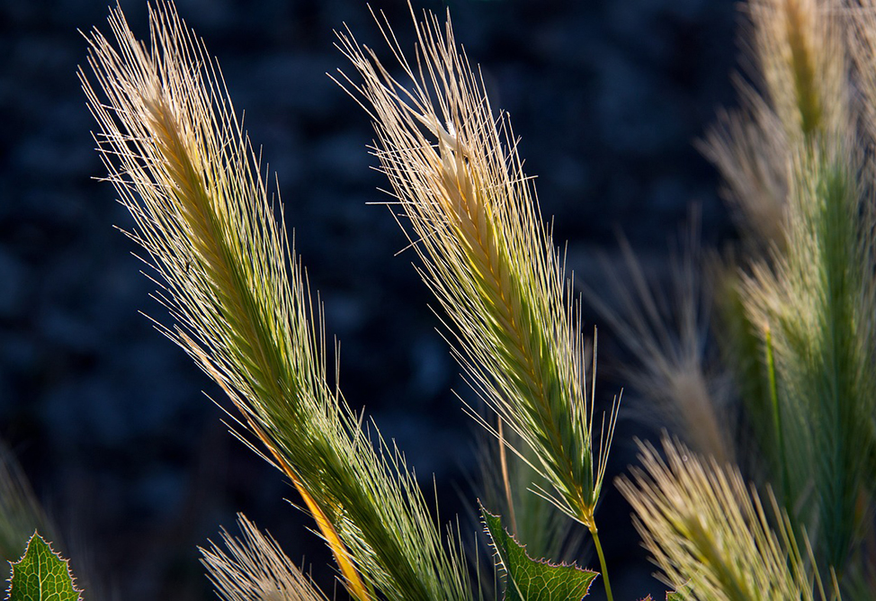 Armenia extends grain export ban outside the EAEU for six months