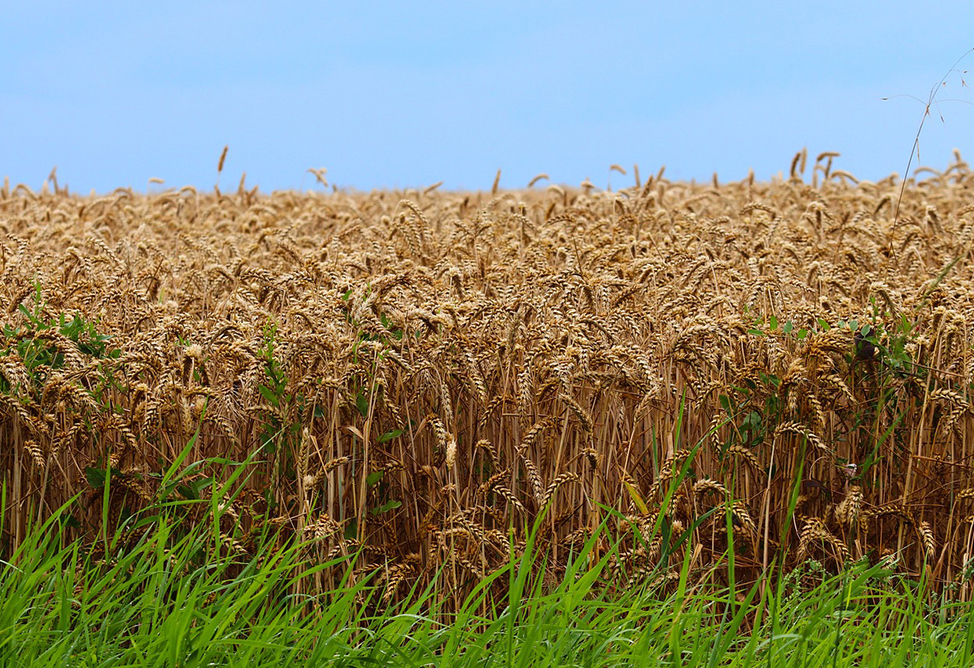 Gross output in Armenia's agriculture, forestry, and fisheries rose by 6.1% during the first nine months of 2025