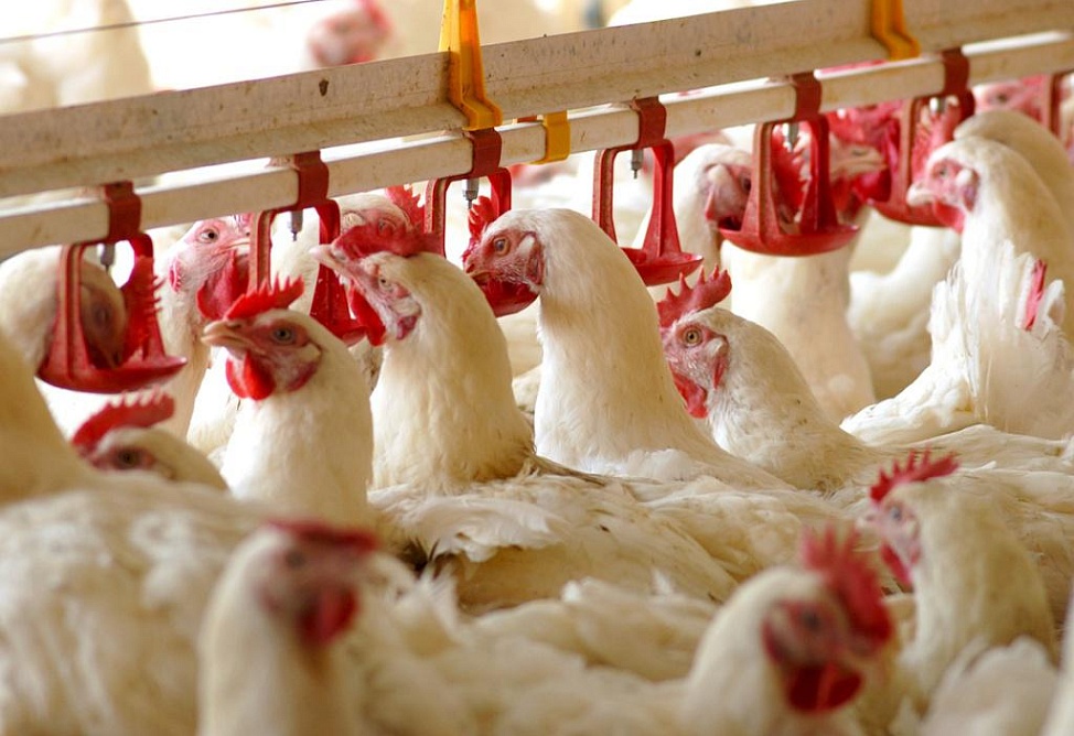 Armenia bans poultry imports from China