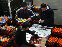 Россельхознадзор заявил, что почти половина овощей и фруктов из Армении не подверглась фитосанитарному контролю
