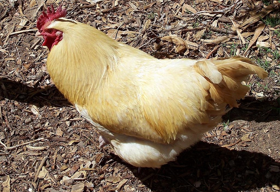 Regulator bans production of chicken cutlets Regulator bans production of chicken cutlets