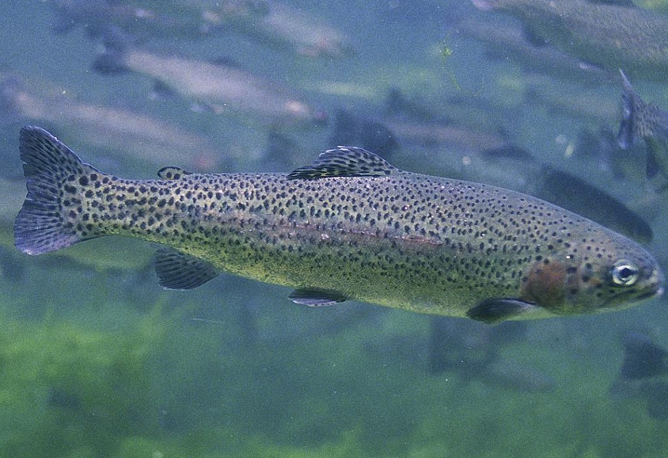 Sevan Lake endemic fishes endangered: expert