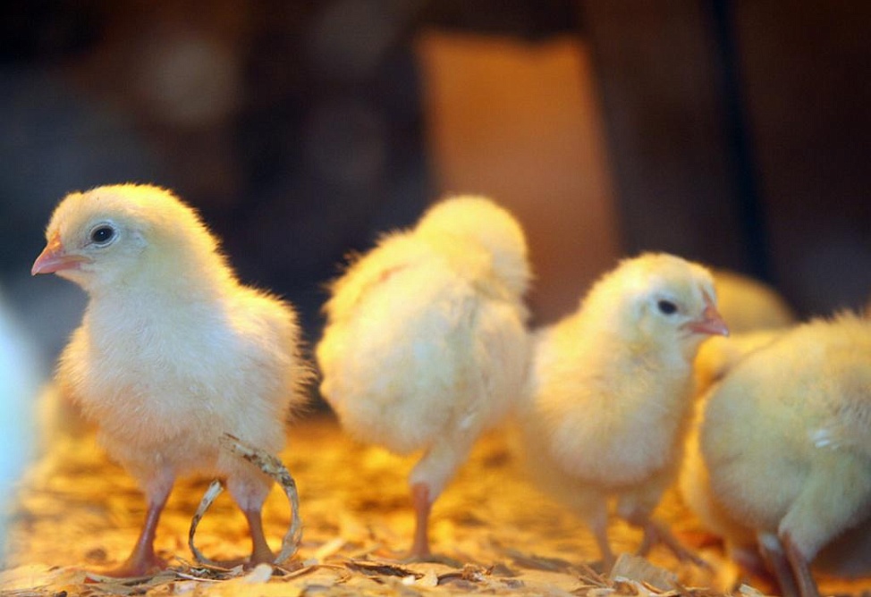 Հայաստանը ժամանակավորապես արգելել է Իտալիայից մի շարք ապրանքների ներկրումը թռչնագրիպի պատճառով 